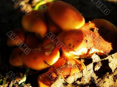 mushrooms