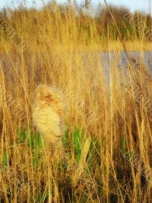 tall grass