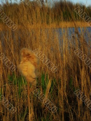 long grass