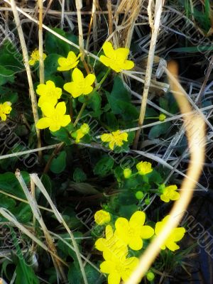 flower