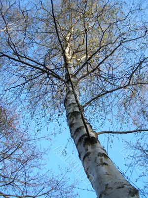 long tree