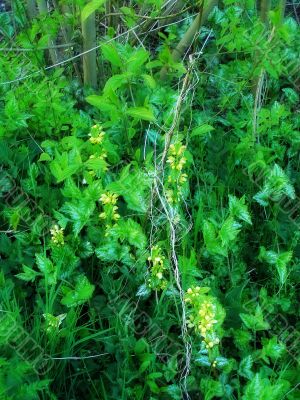 yellow flowers