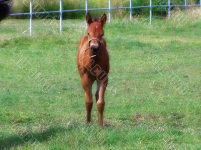 baby horse