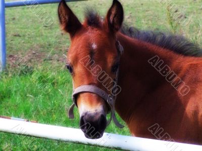 baby horse