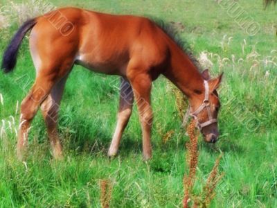 baby horse