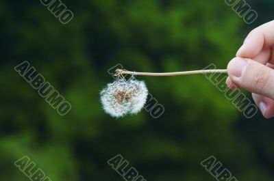 Broken dandelion in the hand