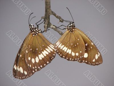 butterflies mating