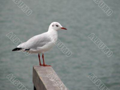 Seagull