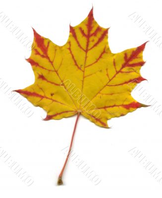 Maple leaf
