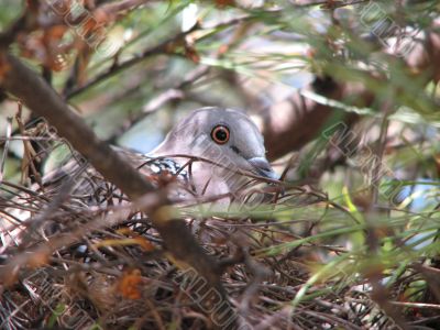 Nesting dove