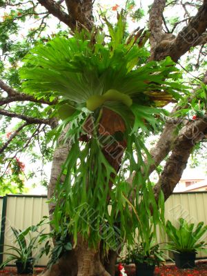 Large staghorn