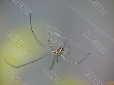 ST .Andrews spider