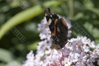 Nymphalidae on Buddleja