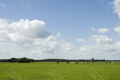 Dutch landscape