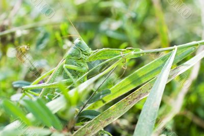 green grasshopper