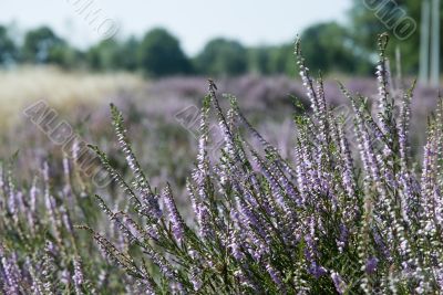 fields with heath