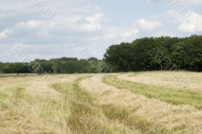 drying straw