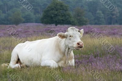 white cow in landscape