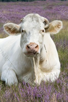 cow in purple landscape