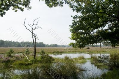 Heather landscape