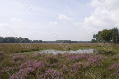 heather landscape