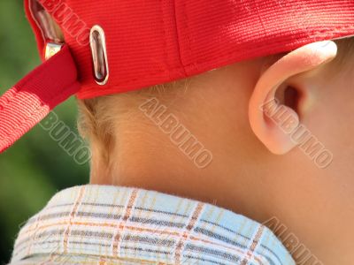 The ear