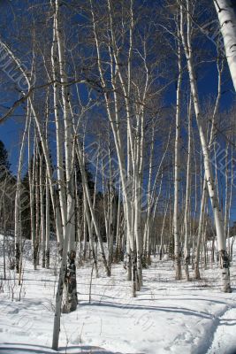Winter aspens