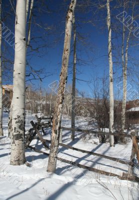 Aspens in snow