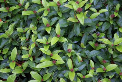 New growth