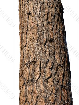 Trunk of Ponderosa Pine, isolated