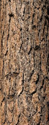 Trunk of Ponderosa Pine