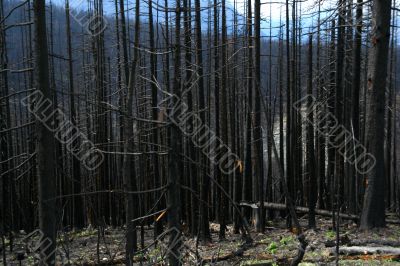 Forest fire aftermath