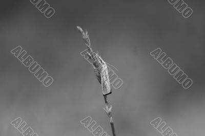 Catoptria oregonica