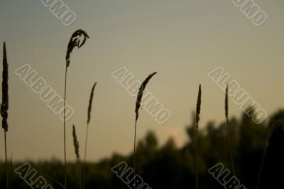 evening summer grass