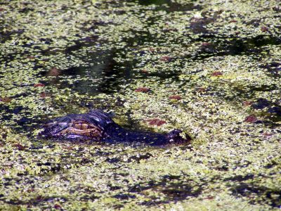 Alligator South Carolina