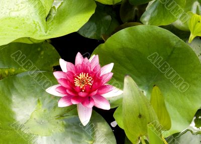 Pink Water Lily