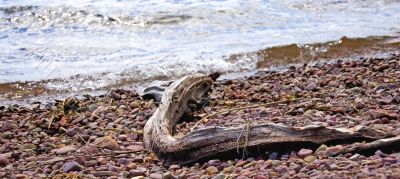 Drift Wood