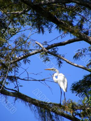 Great White Egret