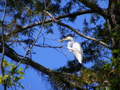 Great White Egret