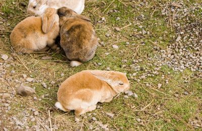 Rabbits