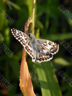 White Checkered Skipper