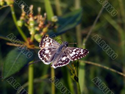 White Checkered Skipper