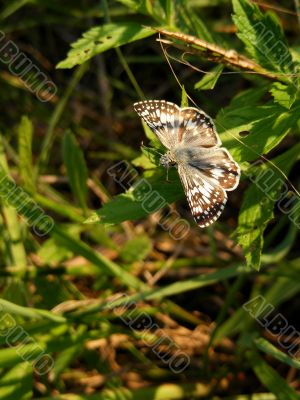 White Checkered Skipper