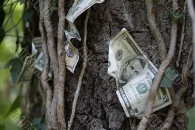 money on trees