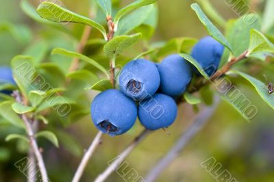 Blueberry close-up