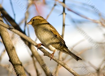 Sparrow on a branch