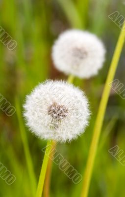 Dandelion