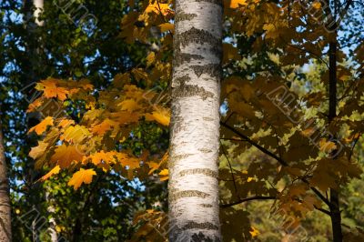 Light and shadow half-and-half