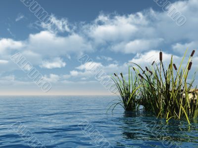 reed