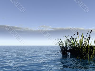 reed